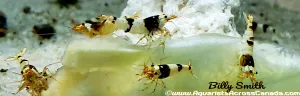 CRYSTAL BLACK SHRIMP (Caridina cantonensis)