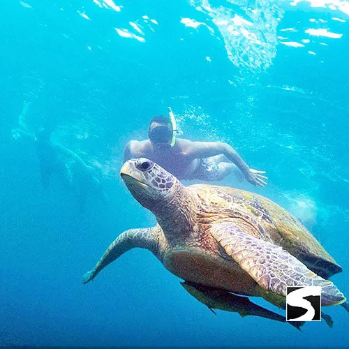 *Day trip snorkeling Koh Tao & Koh Nang Yuan