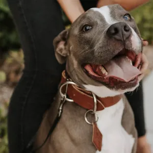 Leather Dog Collar - Buck Brown