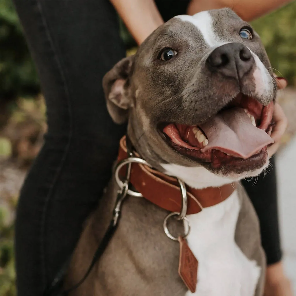 Leather Dog Collar - Buck Brown